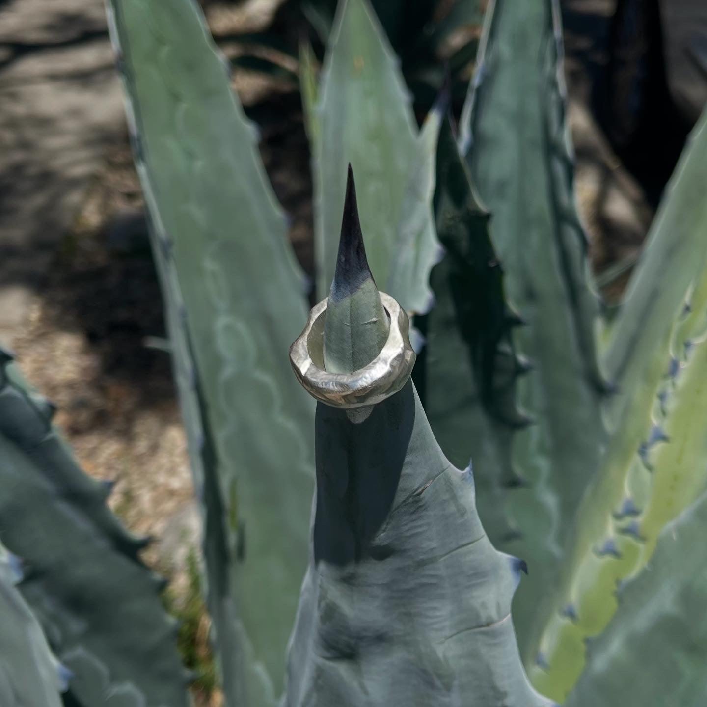 Marine Ring